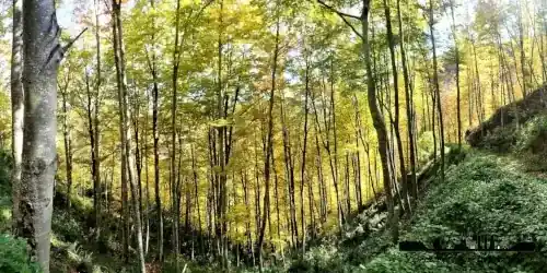 Magical Forest Fageda de la Grevolosa Autumn Colours Hike