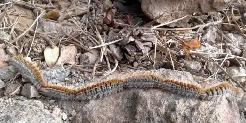 Pine Processionary Caterpillar - A Dog